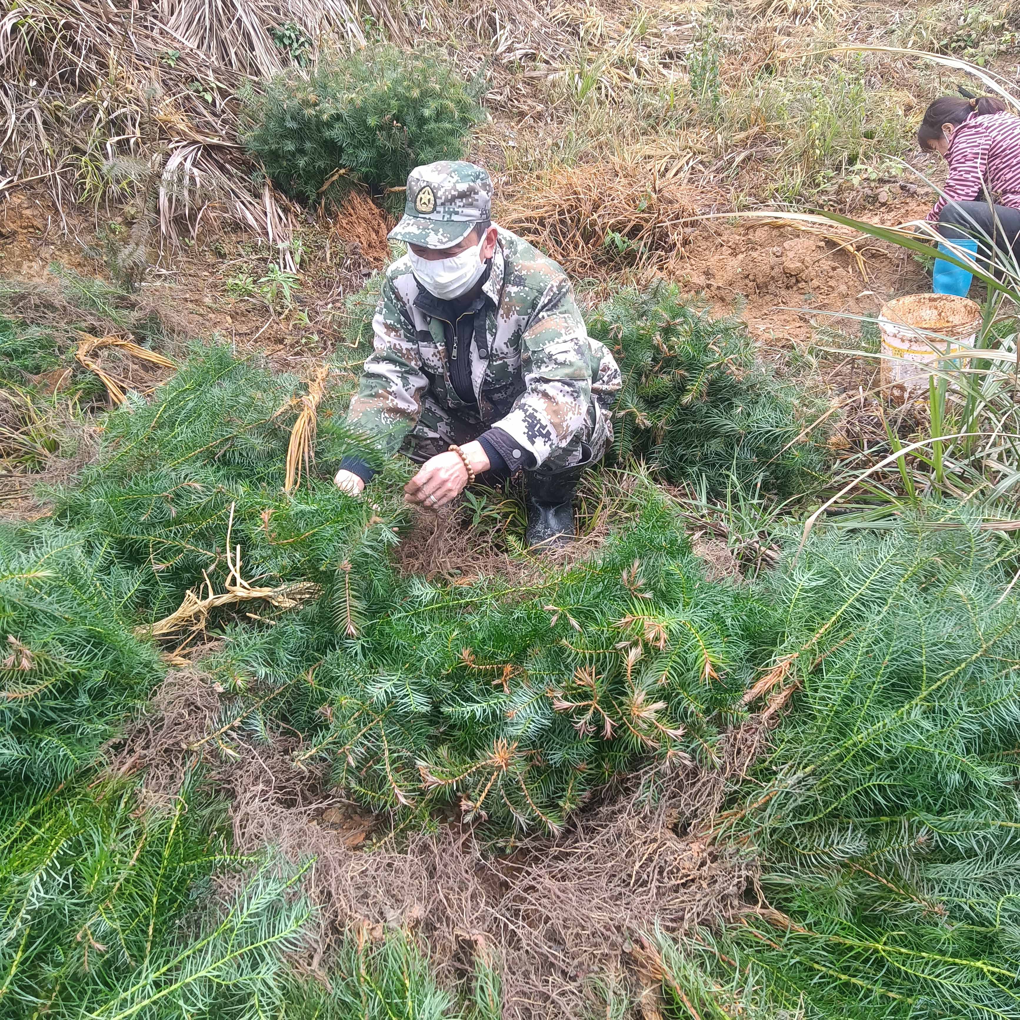 春風(fēng)拂綠，萬象更新，植樹造林正當(dāng)時